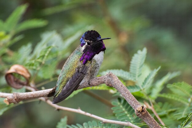 Male Costa's Hummingbird Perched on a Branch