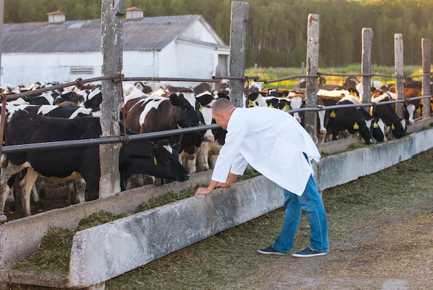 Male cow veterinarian at the farm