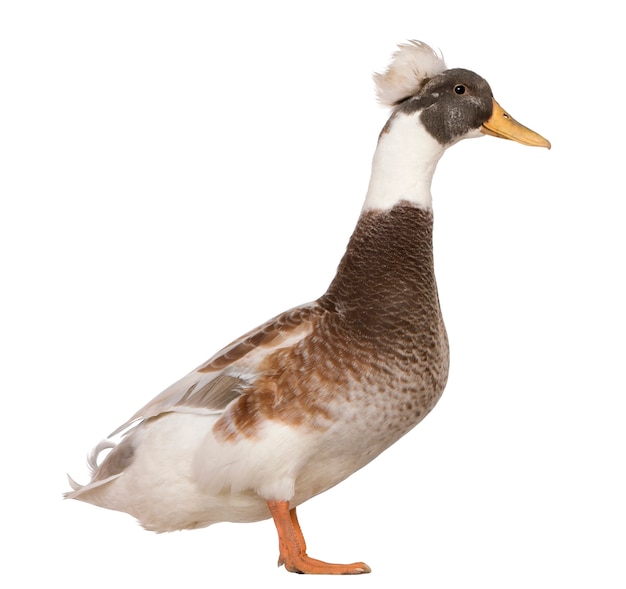 Male Crested Duck, standing