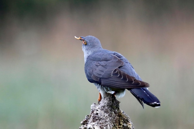 Male cuckoo at a breeding site searching for females