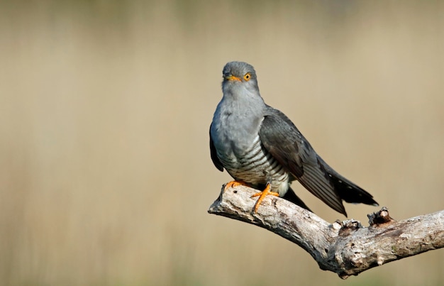 Male cuckoo at a breeding site in Yorkshire