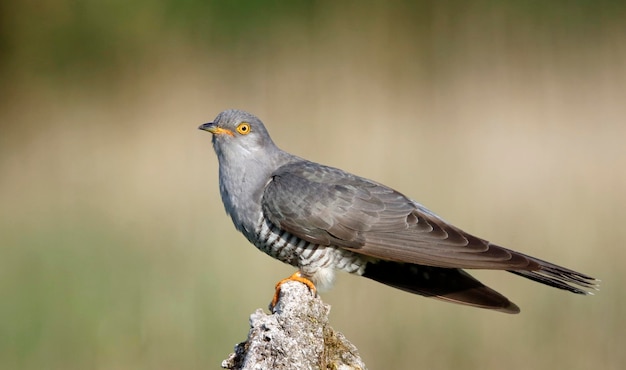 Male cuckoo at a breeding site in Yorkshire