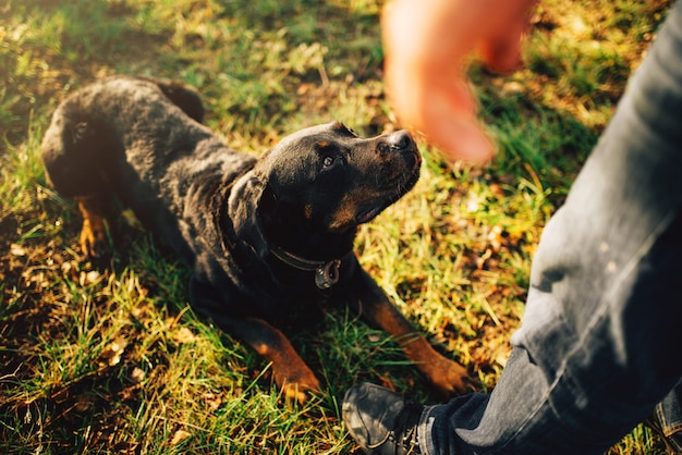 Male cynologist with working dog, training outside