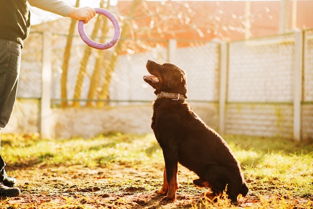 Male cynologist work with trained police dog, training outdoor. Owner with his obedient pet outside, bloodhound domestic animal