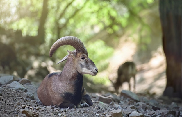 Male Cyprus mouflon in the wild close up Troodos mountains Cyprus