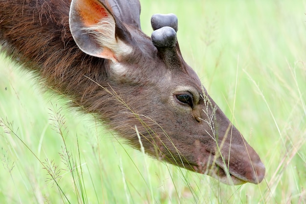 The Male Deer eating grass