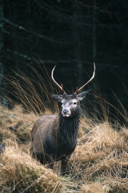 Photo male deer at glen etive