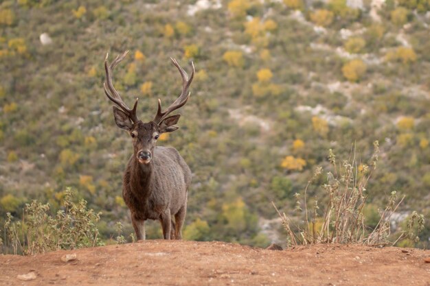 Male deer in the wild mountains