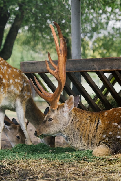 角を持つオスの鹿は、動物園のコーナーで他の鹿に囲まれて横たわっています