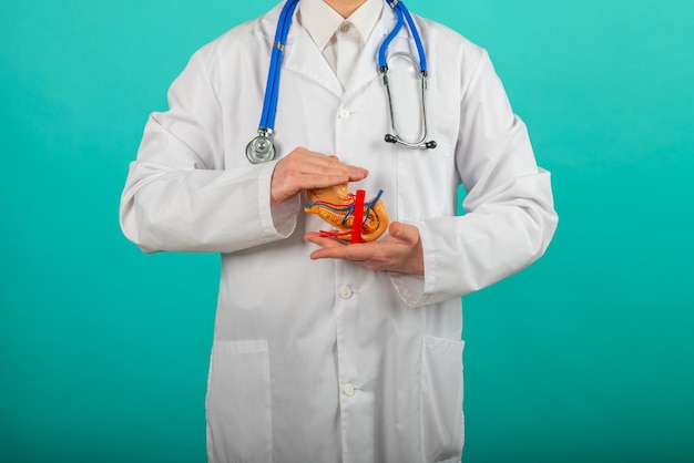 Male doctor with a stethoscope is holding pancreas in the hands Help and care concept