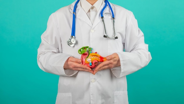 Male doctor with a stethoscope is holding pancreas in the hands Help and care concept