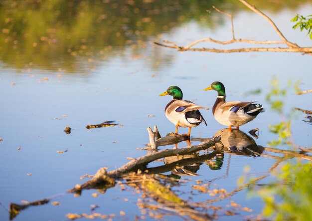 Male or drake duck swimming on a pond