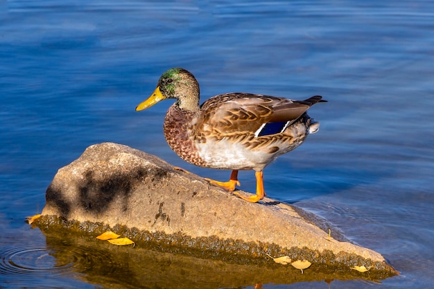 Male duck, drake stay on stone in pond or lake