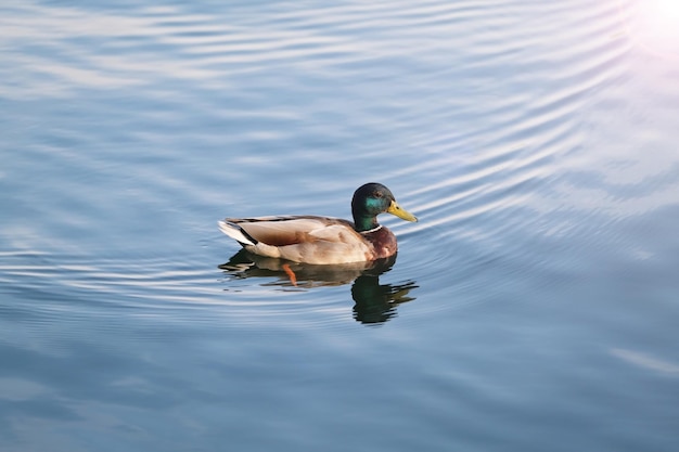 Male duck drake swims on the water