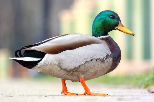 Male duck with green head walking in summer park