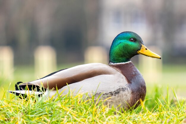 夏の公園を歩いている緑の頭を持つ男性のアヒル。