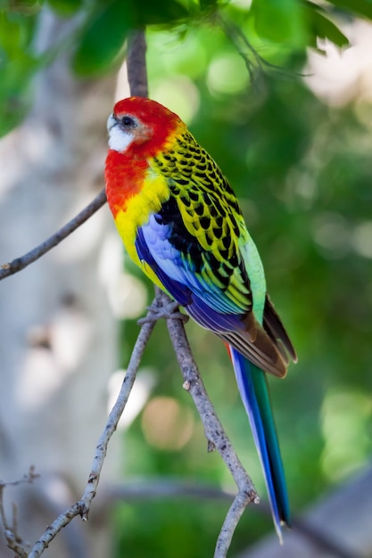 수컷 동부 Rosella 앵무새(Platycercus eximius)