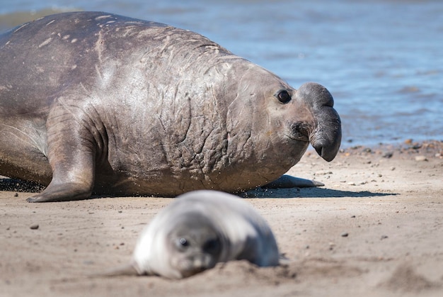 オスのゾウアザラシ バルデス半島 パタゴニア アルゼンチン