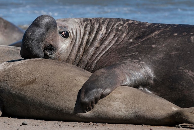 Male elephant seal Peninsula Valdes Patagonia Argentina