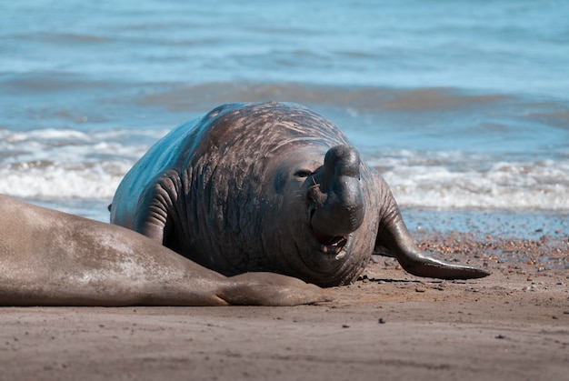 Photo male elephant seal peninsula valdes patagonia argentina