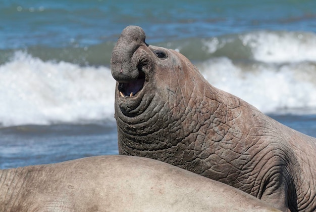 オスのゾウアザラシ バルデス半島 パタゴニア アルゼンチン