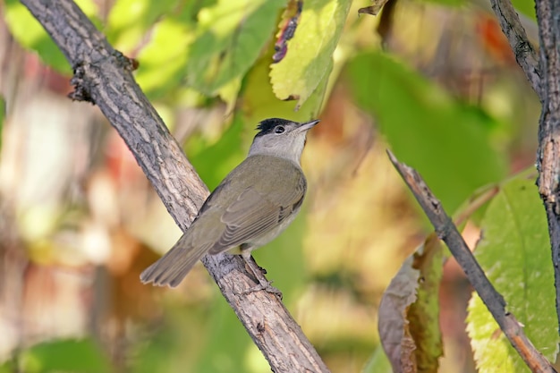 Male Eurasian blackcap