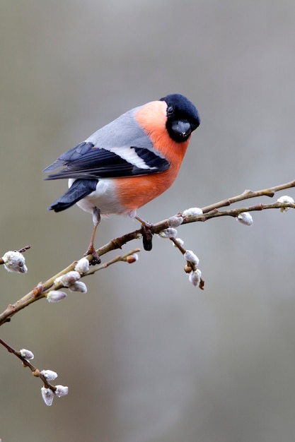 Male of Eurasian bullfinch