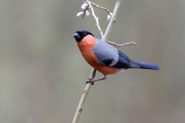 Male of Eurasian bullfinch