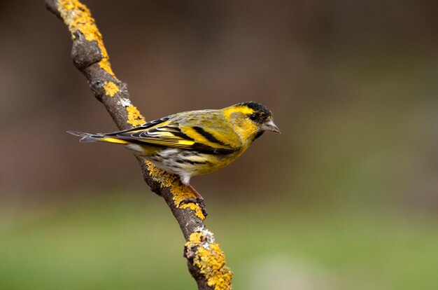 유라시아 siskin의 남성, 젖꼭지, 새, 노래 verd, 동물, Carduelis spinus