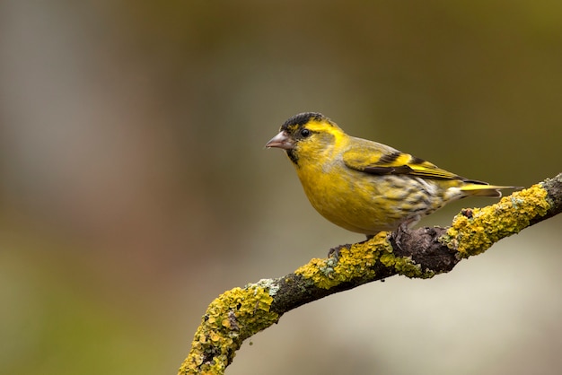 ユーラシアのシスキン、シジュウカラ、鳥、鳴き鳥、動物、Carduelis spinusの男性