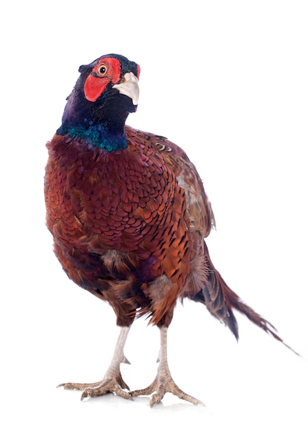 Male European Common Pheasant