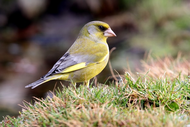 Photo male of european greenfinch, birds, song birds, passerine, greenfinch, chloris chloris