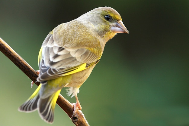 Male of European greenfinch, birds, song birds, passerine, greenfinch, Chloris chloris