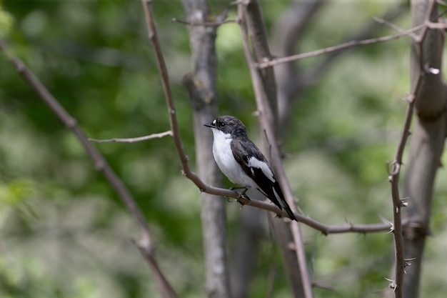 Самец европейской мухоловки-пеструшки (Ficedula hypoleuca) на крупном плане ветви в естественной среде обитания.