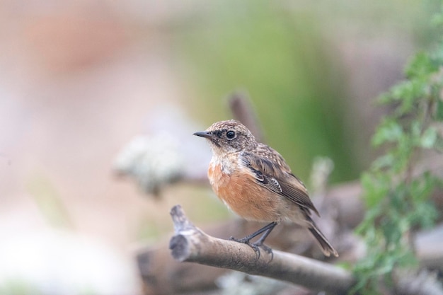 Самец европейского черноголового чекана Saxicola rubicola Malaga Spain