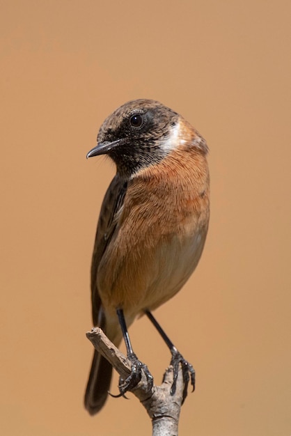 남성 유럽 스톤챗 Saxicola rubicola Malaga Spain