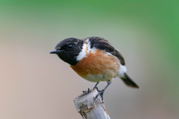 남성 유럽 스톤챗 Saxicola rubicola Malaga Spain