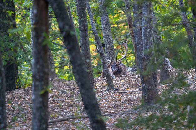 Male fallow deer in love season in the forest in autumn