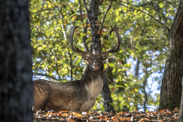 Male fallow deer in love season in the forest in autumn