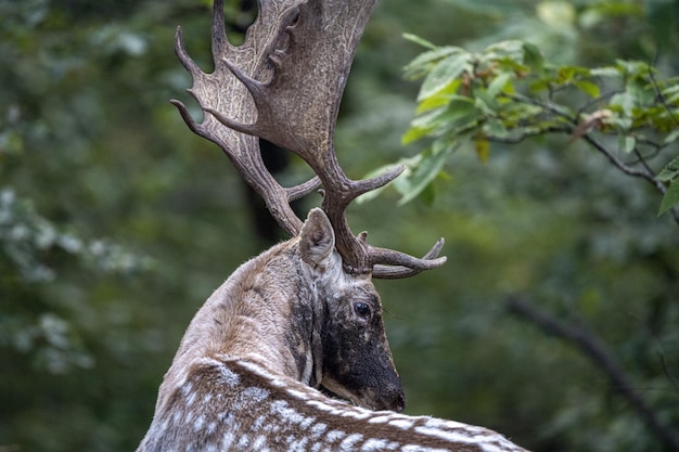 Male fallow deer in love season in the forest in autumn