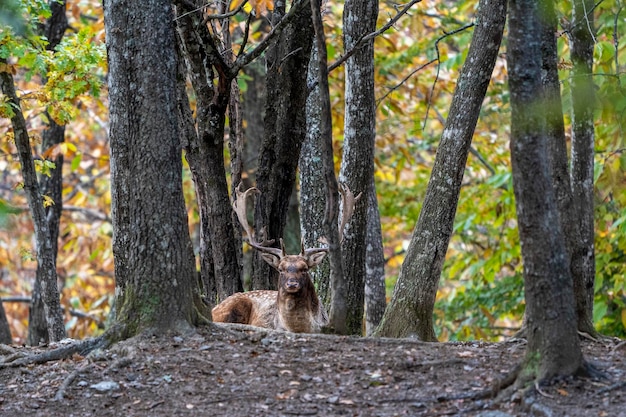 Male fallow deer in love season