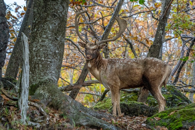 Male fallow deer in love season