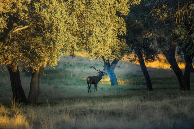 바퀴벌레 시즌 동안 숲에 뿔이 있는 수컷 휴경사슴 Riofrio Forest Segovia Spain