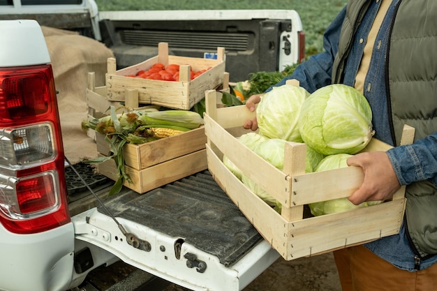 Male farm worker putting box of cabbages into pickup cabin after harvestin