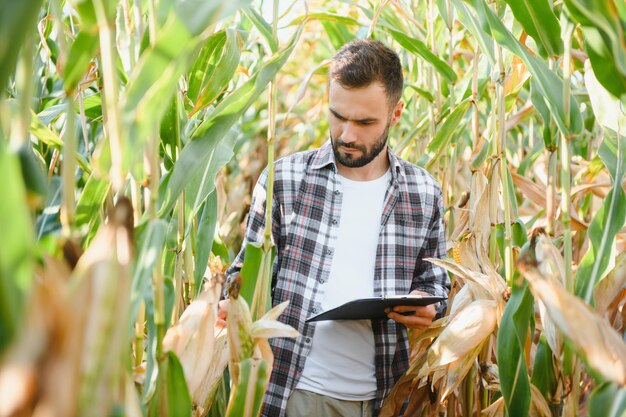 A male farmer or agronomist is working in a corn field The concept of agriculture