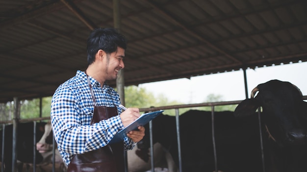 Contadino maschio che controlla il suo bestiame e la qualità del latte nell'azienda lattiero-casearia industria agricola agricoltura e concetto di zootecnia mucca in azienda lattiero-casearia che mangia fienocowshed