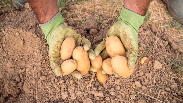 Male farmer collecting harvests his potatoes in garden Man gathered potatoes