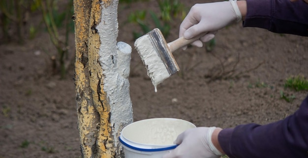 A male farmer covers a tree trunk with protective white paint against pests