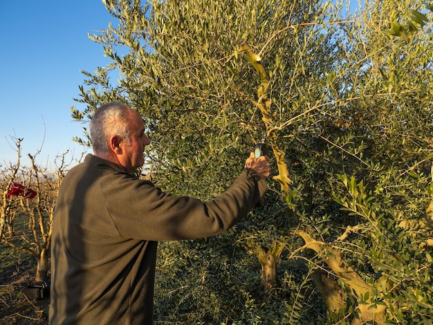 Male farmer cuts branches in autumn garden with pruning shears electric