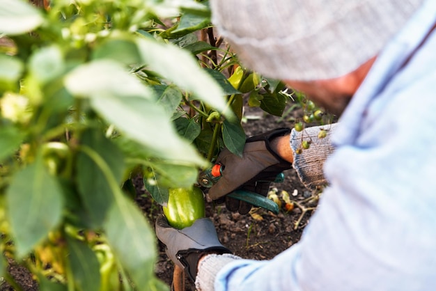 写真 屋外で野菜を育てて収穫する男性農家